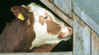 First case of mad cow disease in 2 years reported in UK