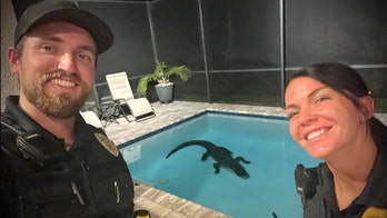 Florida officers remove 10-foot alligator that broke through backyard screen, entering resident's pool