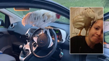 'Lovely little bird' flies right into woman's car as she's driving on a country lane