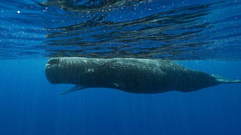 Basic building blocks of sperm whale language have been uncovered, scientists say