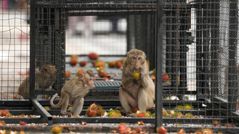 Thai town overrun by wild monkeys launches capture and relocation operation