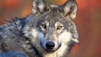 Wisconsin judge dismisses lawsuit challenging state's new wolf management plan