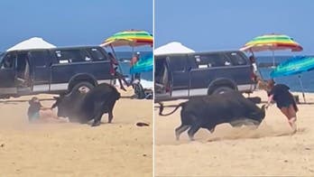 Raging bull attacks woman on Mexican beach as tourists scream?in horror: video