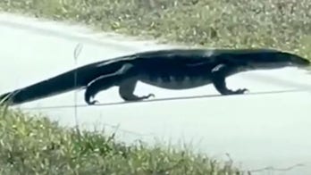 Invasive, 5-foot-long lizard seen near road in Florida, video shows: ‘Did a double take’
