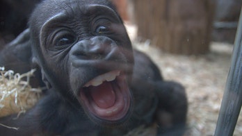 Gorilla, just 4 months old, delights zoo visitors with funny faces: 'Very happy'