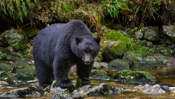 Black bear attacks child, 3, at campground near Yellowstone National Park