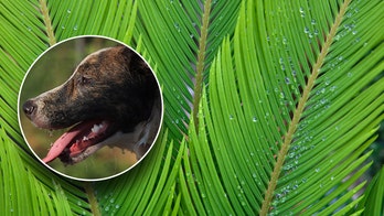 8 plants that are dangerous to pets and can cause death