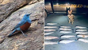 Poachers nailed after hiding fish in strange places, a first-ever bird species sighting and more hot reads