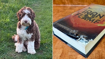 Wisconsin library to accept animal photos in lieu of fines for damaged books