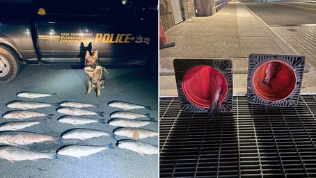 New York officers ticket striped bass poachers after discovering illegal catches hidden in odd places