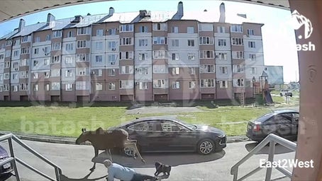 WATCH: Woman knocked over as rampaging moose runs loose in Russian city