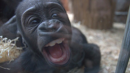 Gorilla, just 4 months old, delights international zoo visitors with funny faces: 'Very happy'