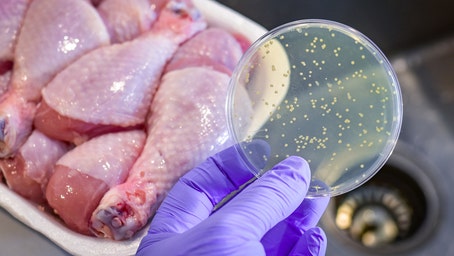 High levels of resistant bacteria found in uncooked meats and raw dog food