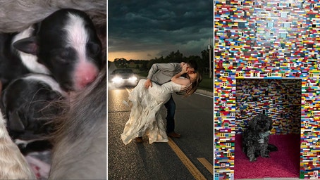 Top headlines: Couple's unique wedding photos grab attention online, plus pet tales and more hot reads