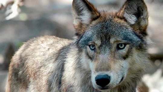 US House passes bill to remove gray wolves from endangered list in 48 states