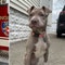 New York firefighter adopts puppy he helped rescue after she was hit by a car: 'I’d love to take her'