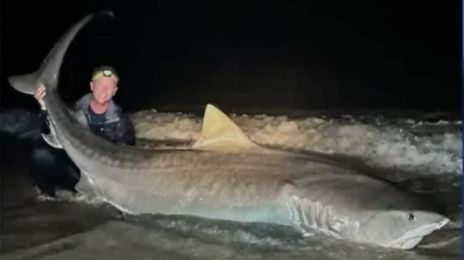 Shark Feast on Whale Carcass in Florida Waters