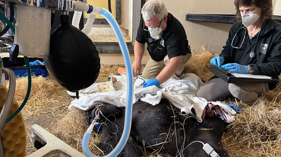 gorilla at the cincinnati zoo receives treatment