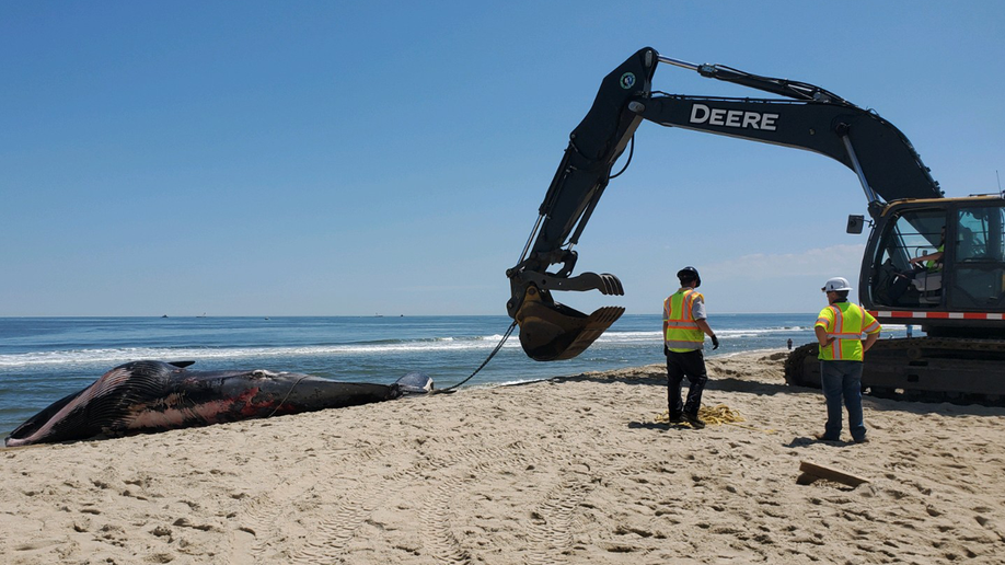 The whale being brought ashore 