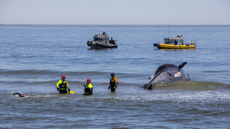 Crews work to clear dead sei whale from water