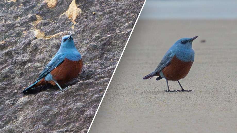 School teacher captures images of 'very rare' bird never before seen in US