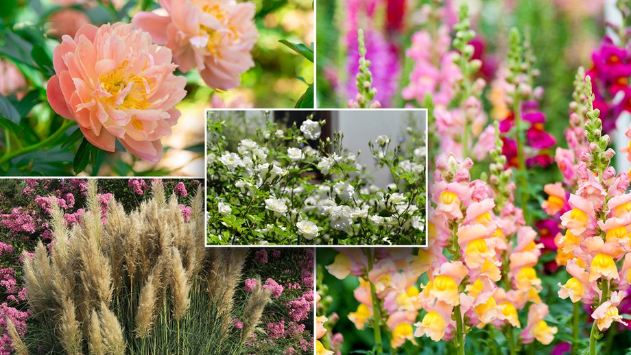 Hot flower trends for 2024: Here's what's in and what's out in the world of blooms