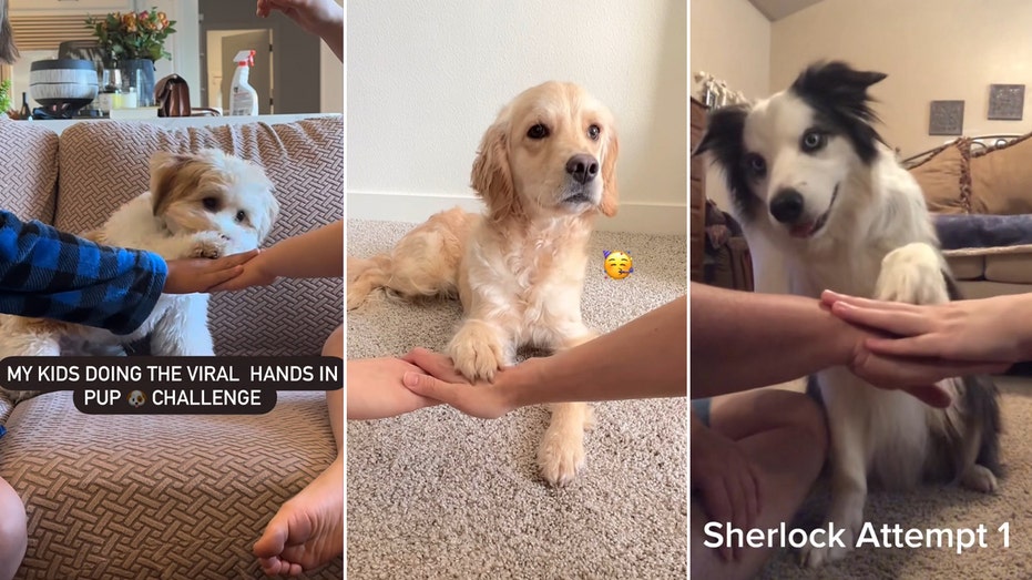 Viral ‘paws in’ challenge explodes among dog owners on social media: ‘All paws on deck!’