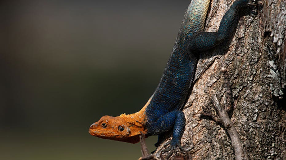Invasive African lizard spotted moving north in Florida