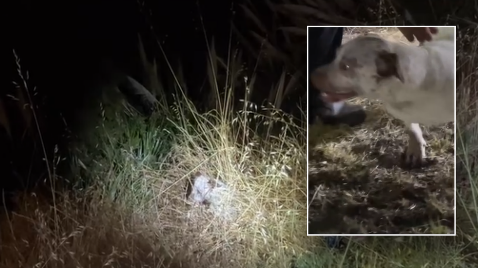Dog rescued after being chased off ‘steep cliffside’ by raccoons: video