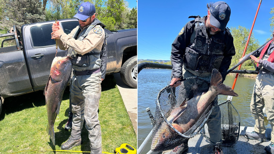 Colorado angler helps authorities crack down on gigantic invasive fish: ‘Highly unusual’