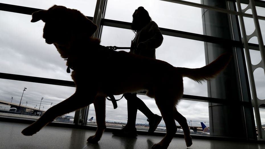To prevent rabies, dogs entering US must be microchipped and at least 6 months old, new rules say