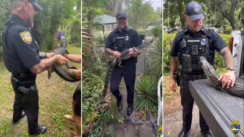 Florida officers ‘arrest’ nuisance alligator at 104-year-old woman’s home