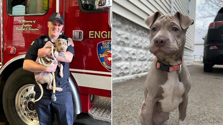 New York firefighter adopts puppy he helped rescue after she was hit by a car: ‘I’d love to take her’