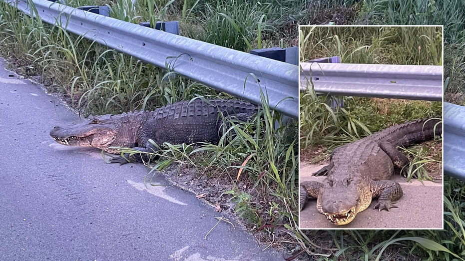 Alligator does ‘death roll’ while North Carolina cops wrangle him in: ‘He’s growling’