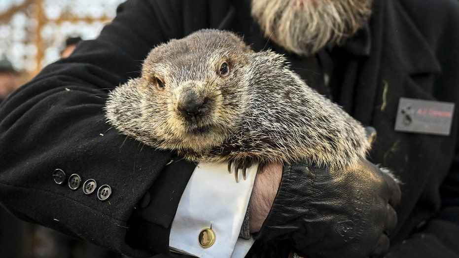 Babies of Punxsutawney Phil and groundhog wife Phyllis have been named