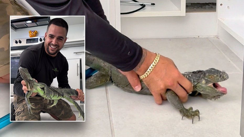 Iguana removed from Miami kitchen cabinet after ‘dashing right into the house’