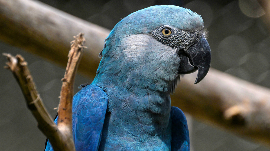 Climate change threatens Brazil's beloved Spix's macaw from animated 'Rio' films thumbnail