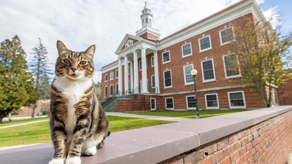 A college puts the ‘cat’ into ‘education’ by giving Max an honorary ‘doctor of litter-ature’ degree