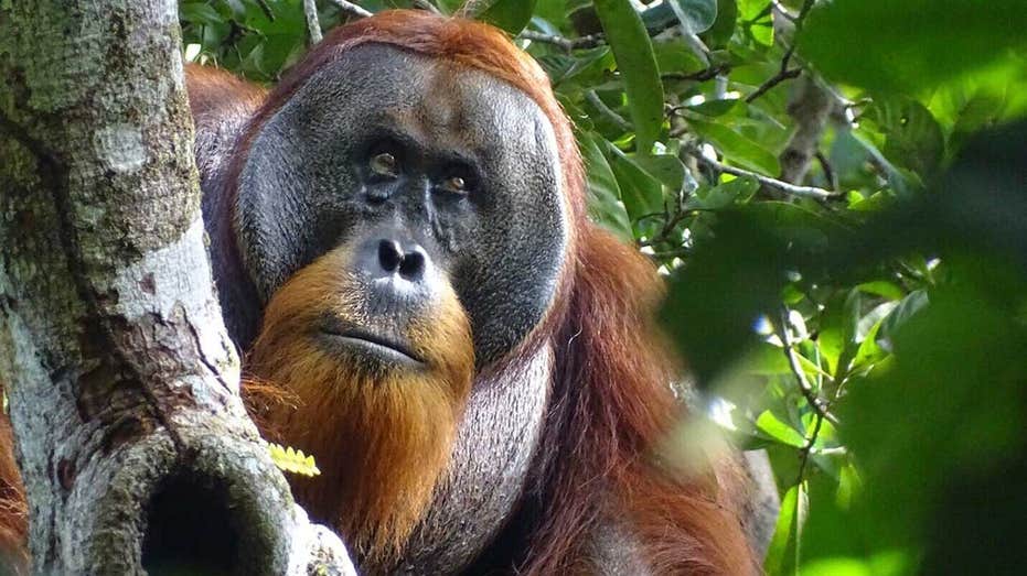 Wild orangutan in Indonesia appears to use medicinal plant to disinfect wound: ‘Likely self-medication’