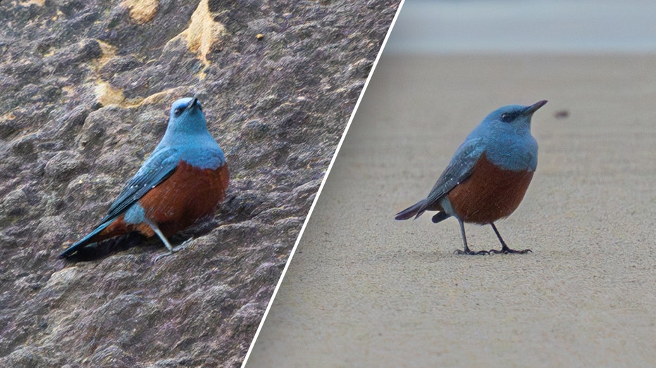 Oregon teacher captures images of ‘very rare’ bird never before seen in US