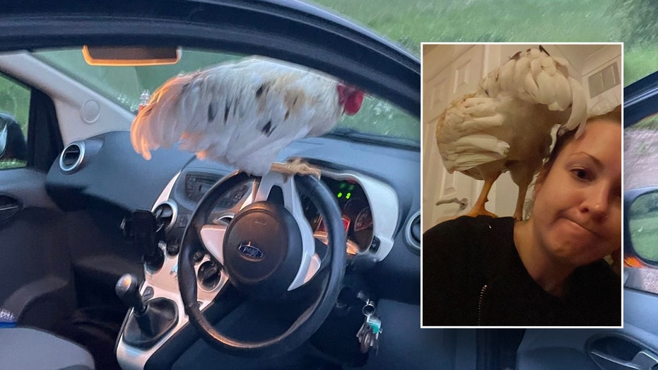 ‘Lovely little bird’ flies right into woman’s car as she’s driving on a country lane