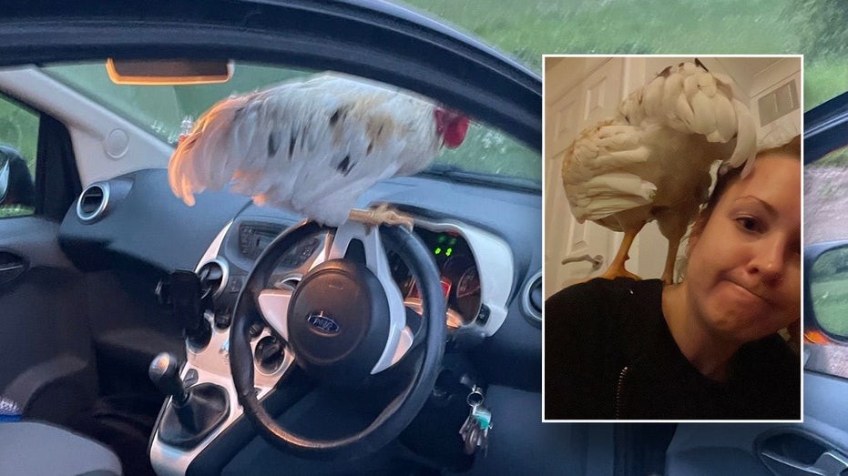 'Lovely little bird' flies right into woman's car as she's driving on a country lane
