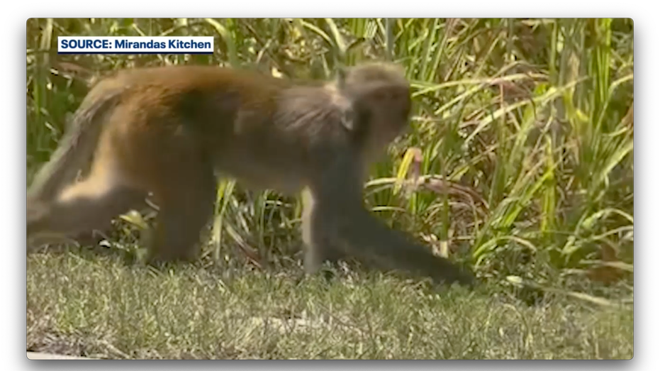 Wild monkeys spotted roaming Florida neighborhoods: ‘Absolutely crazy’