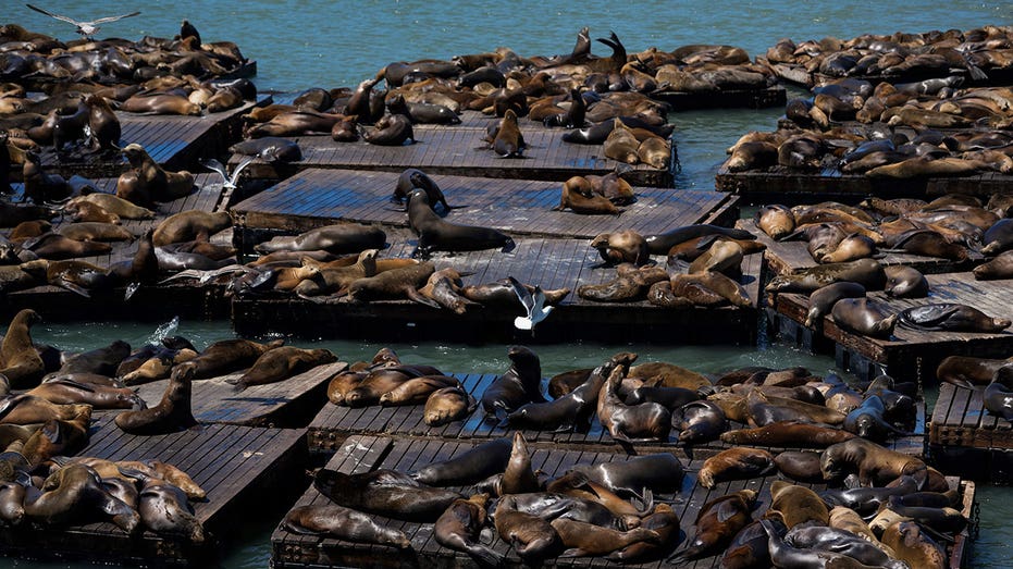 Sea lion numbers surge at popular California pier, reaching 15-year high