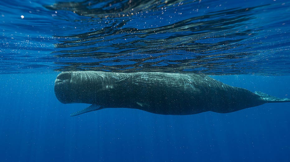 Basic building blocks of sperm whale language have been uncovered, scientists say