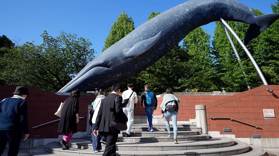 Japan’s Fisheries Agency seeks to allow commercial catching of fin whales, stirring conservation concerns