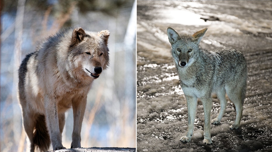 Nevada wildlife mystery solved, suspected wolves were actually coyotes