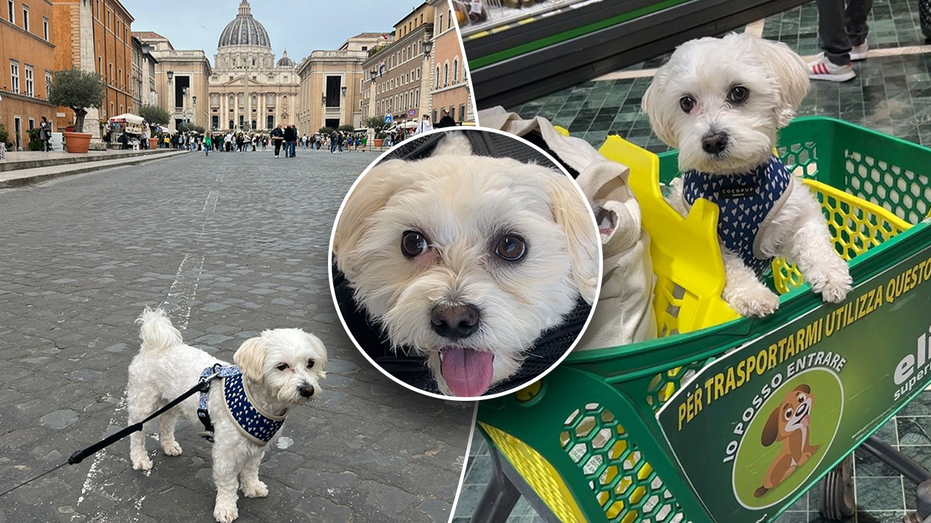Dog mom spends $900 taking her pup on month-long European vacation across Italy: ‘Great companion’