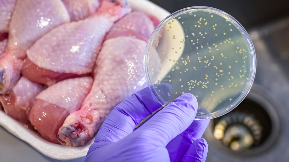 High Levels of Resistant Bacteria Found in Raw Meats and Raw Dog Foods