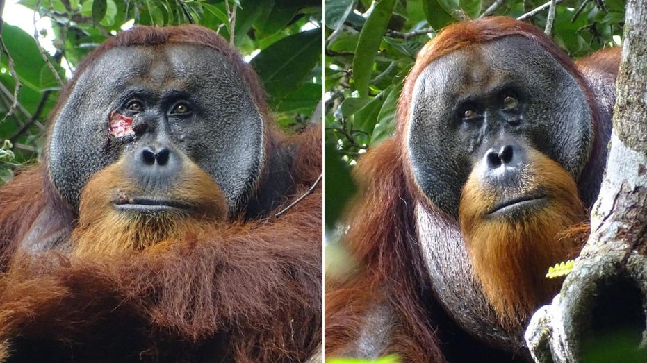 Indonesian rainforest orangutan treats own facial wound, researchers say: ‘this appears intentional’